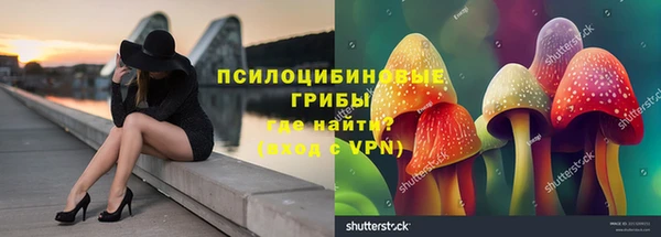 прущие грибы Абаза