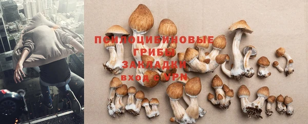 прущие грибы Абаза