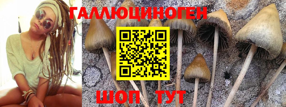 Псилоцибиновые грибы Cubensis Таганрог